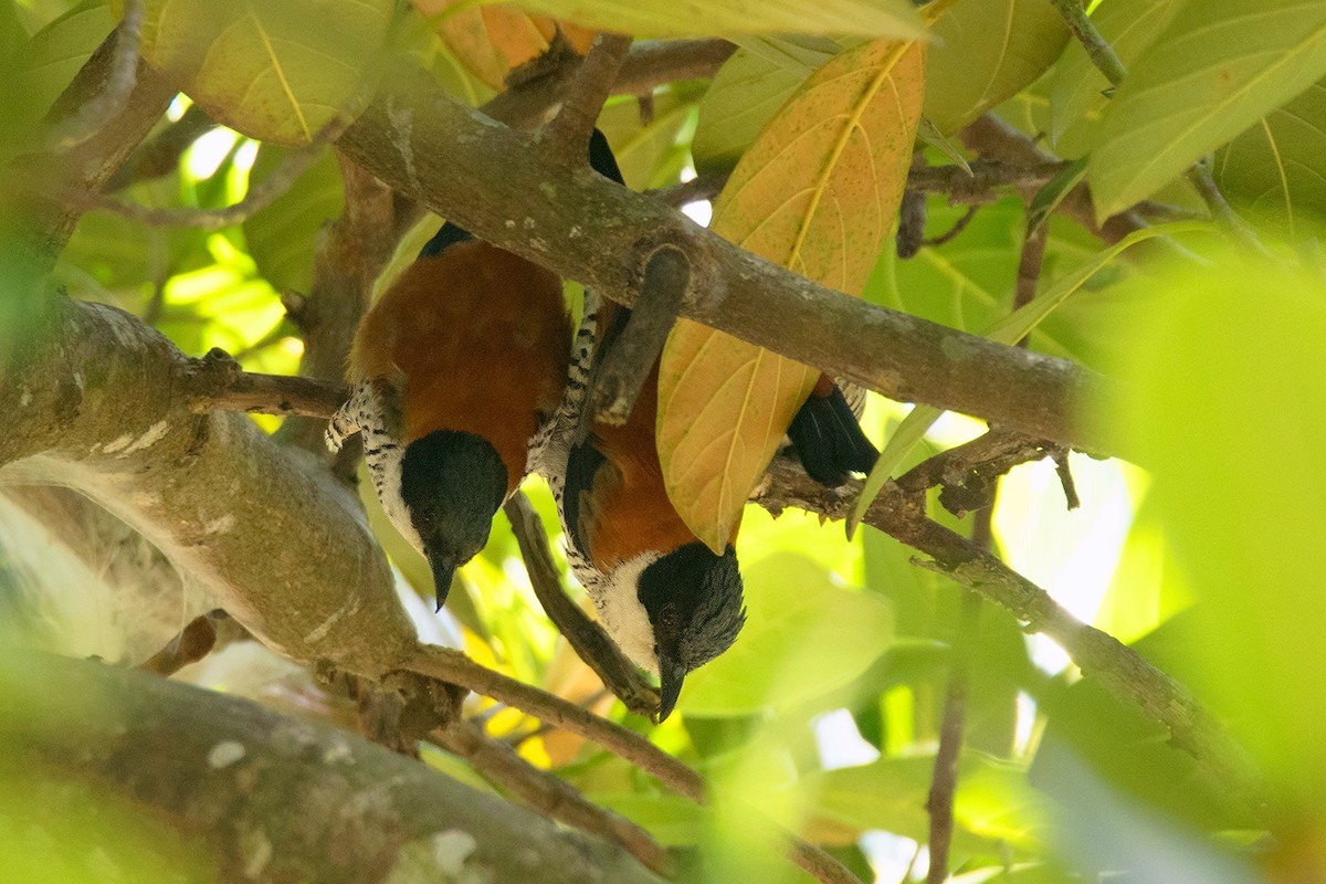 Cutias (Cutia)