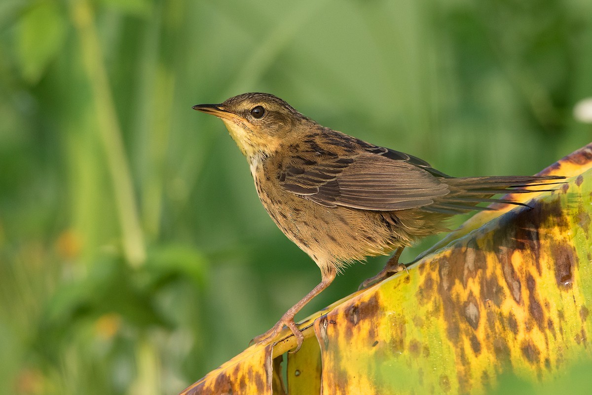 Buscarla de Pallas (Helopsaltes certhiola)