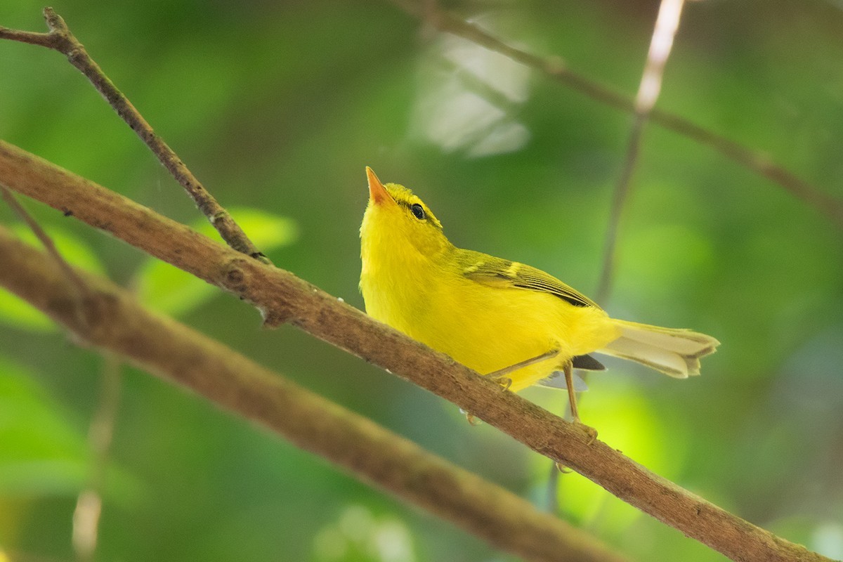 Hainanboszanger (Phylloscopus hainanus)