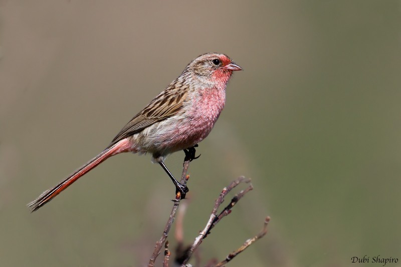 紅尾朱雀 (Urocynchramus pylzowi)
