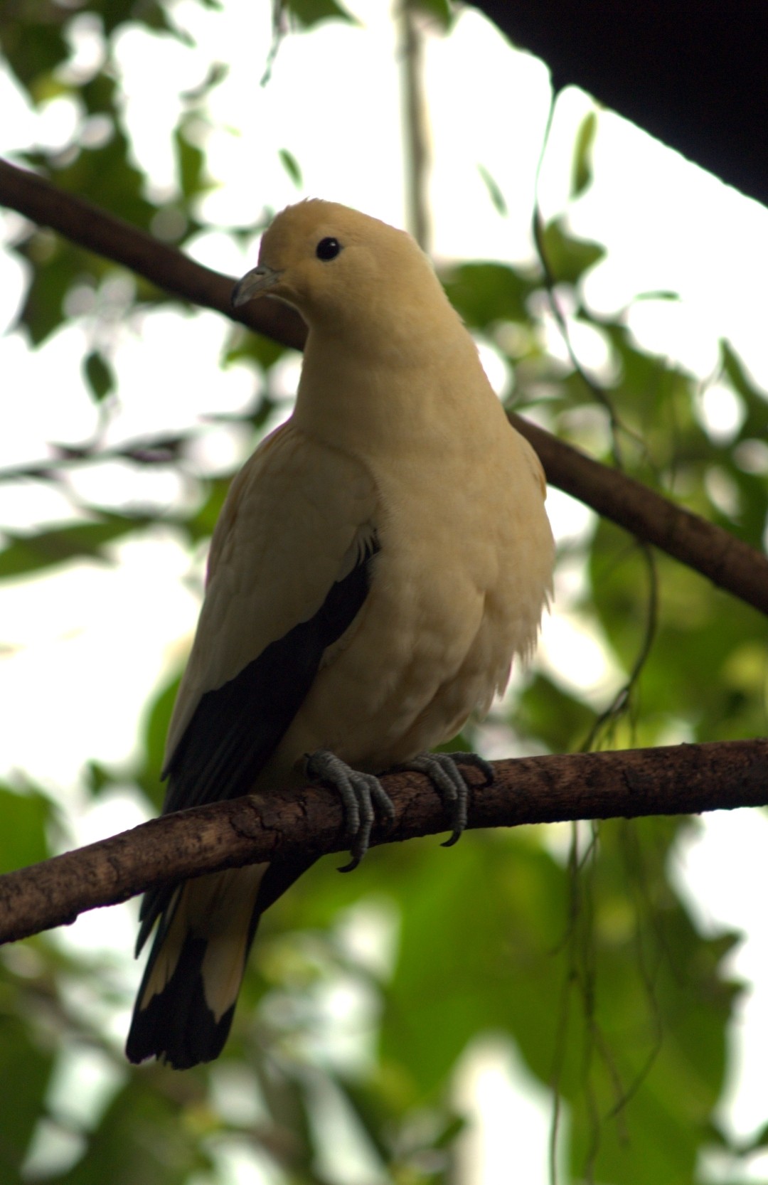 Columba livia domesticus 'Pied Imperial' (Columba livia domesticus 'Pied Imperial')