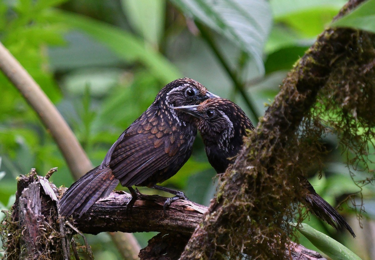 Sphenocichla (Sphenocichla)