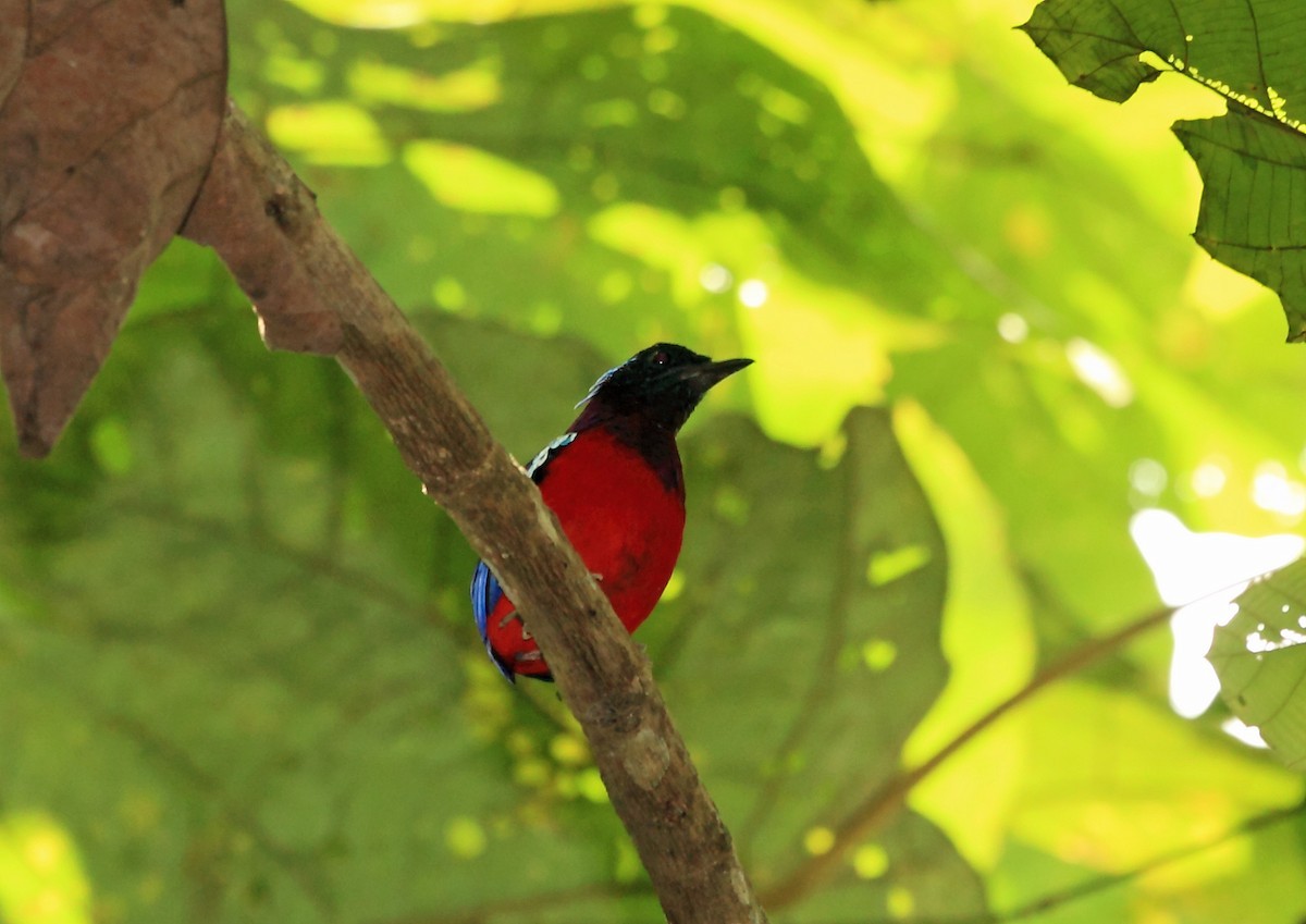 クロアカヤイロチョウ (Erythropitta ussheri)