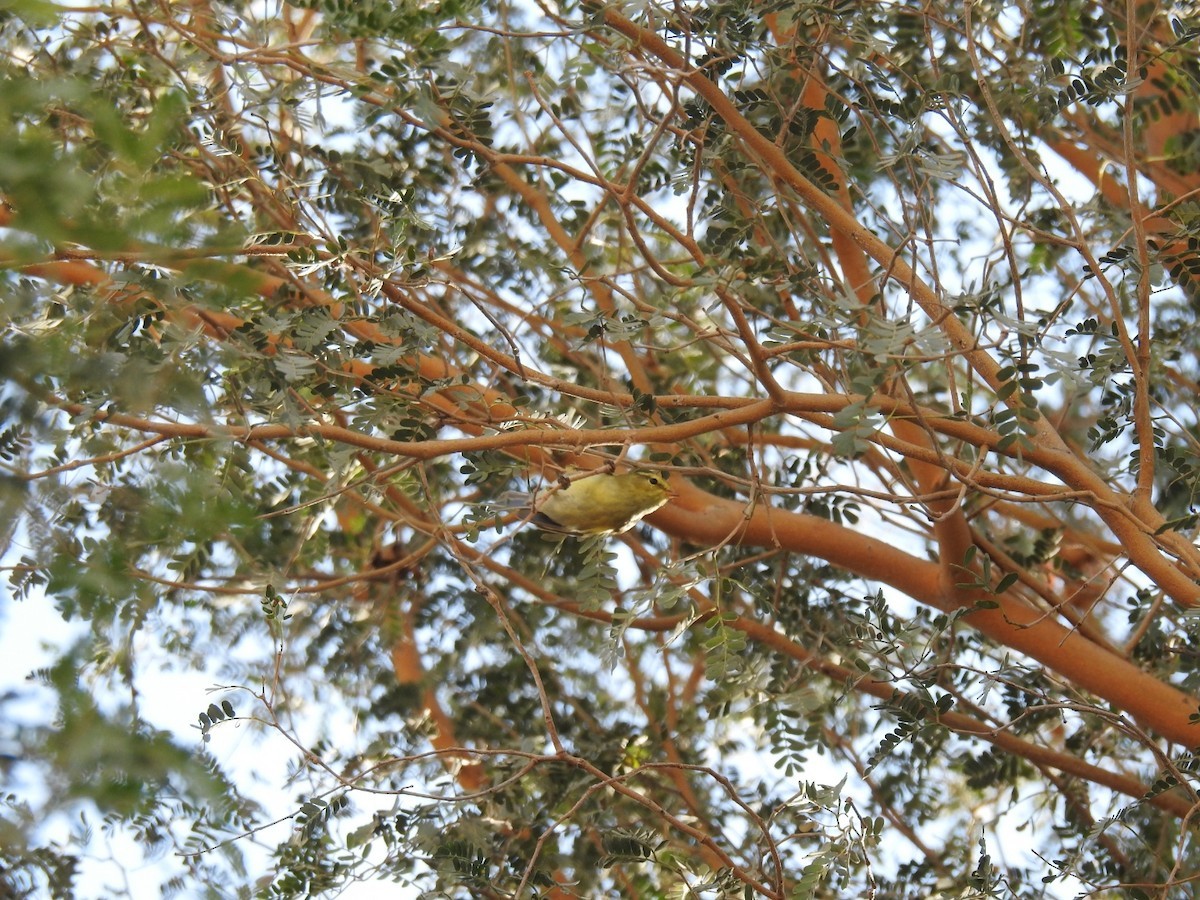アフガンムシクイ (Phylloscopus subviridis)