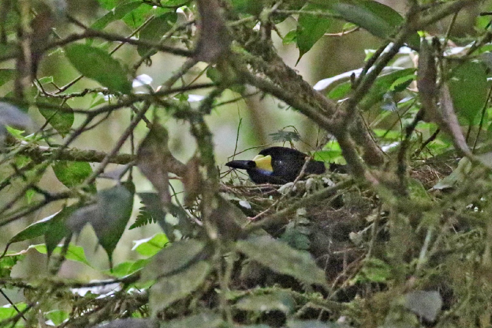 キヅノフウチョウ (Paradigalla carunculata)