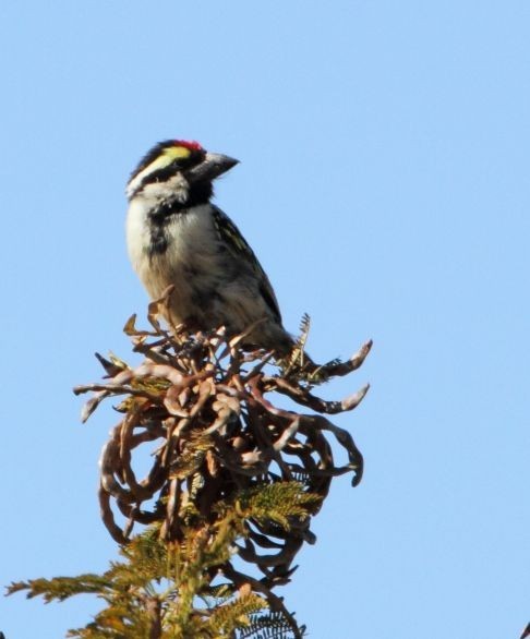 Pied Barbets and Allies (Tricholaema)