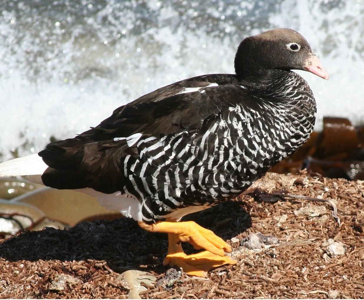 Kelp Goose (Chloephaga hybrida)