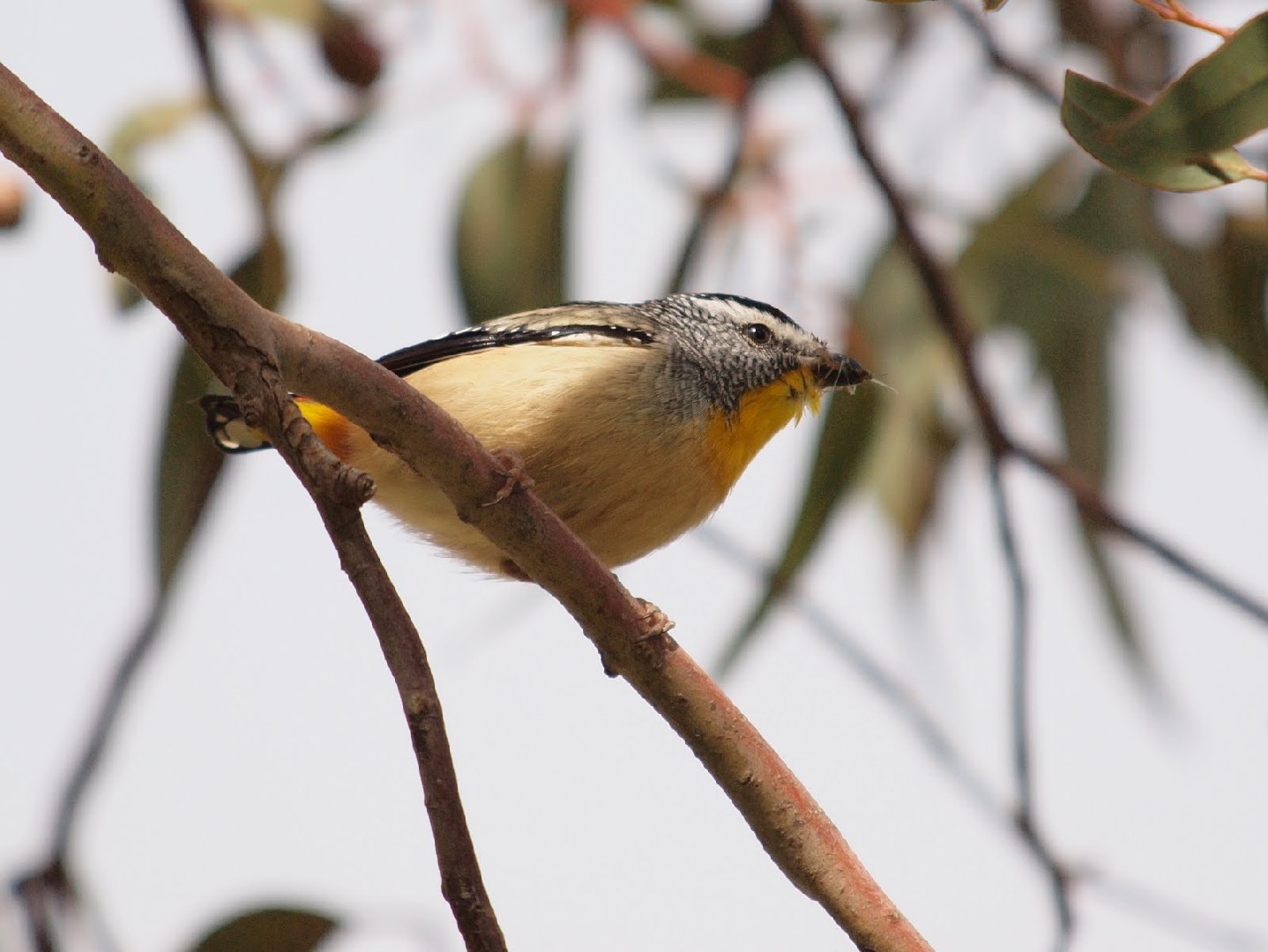 Pardalotus (Pardalotus)
