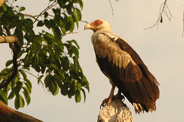 Palm-nut vulture (Gypohierax)