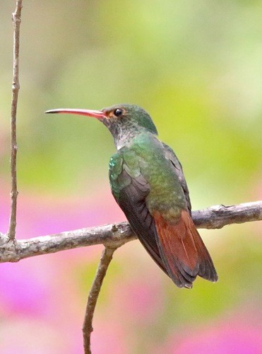 Colibrì codarossiccia (Amazilia tzacatl)