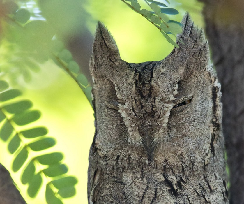 Буланая совка (Otus brucei)