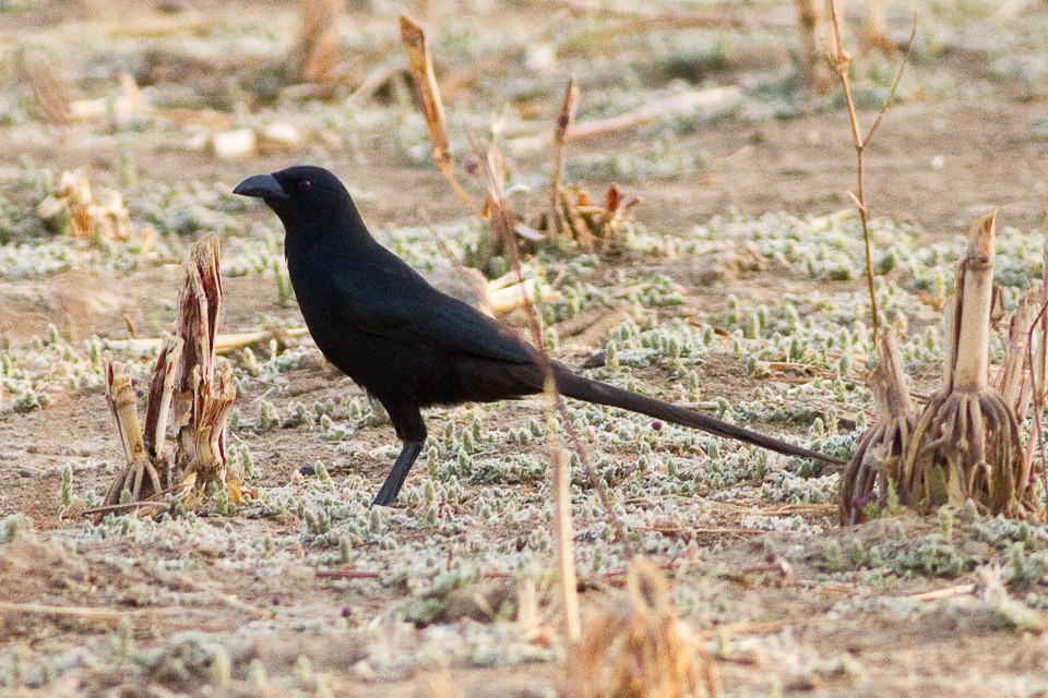 アフリカサンジャク (Ptilostomus afer)