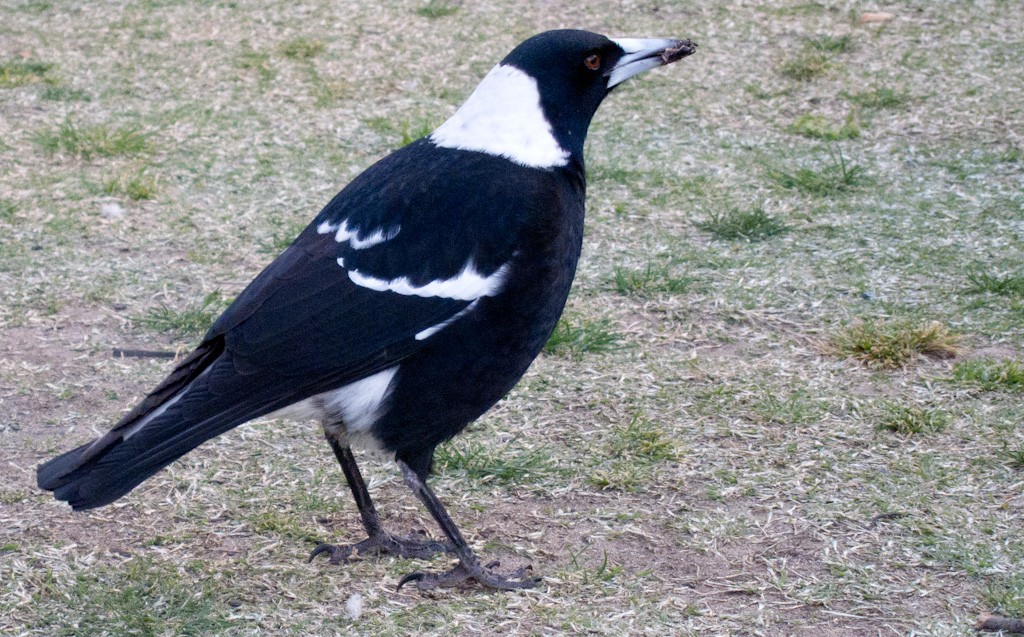 黑背鍾鵲 (Gymnorhina tibicen)