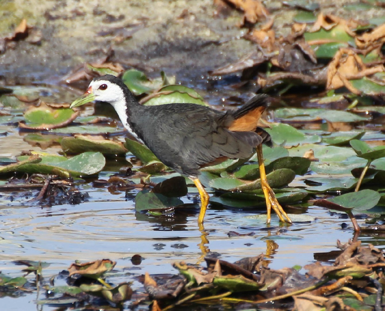 Râle à poitrine blanche (Amaurornis phoenicurus)