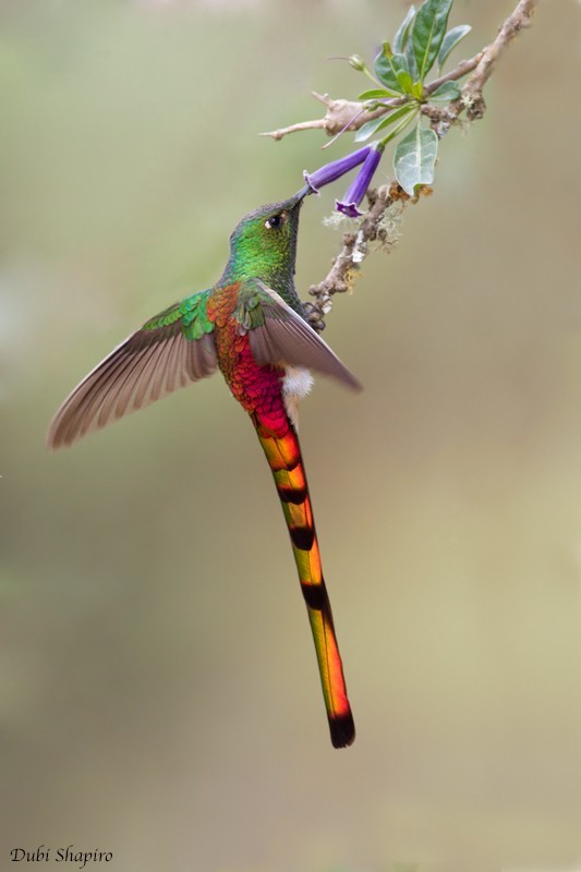 Red-tailed Comet (Sappho)