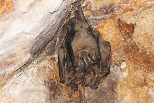 Great fruit-eating bat (Artibeus lituratus)