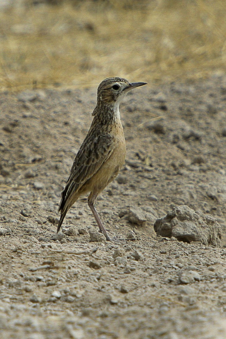 Alondra espolada (Chersomanes albofasciata)