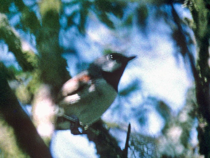 Roodstaartvanga (Calicalicus madagascariensis)