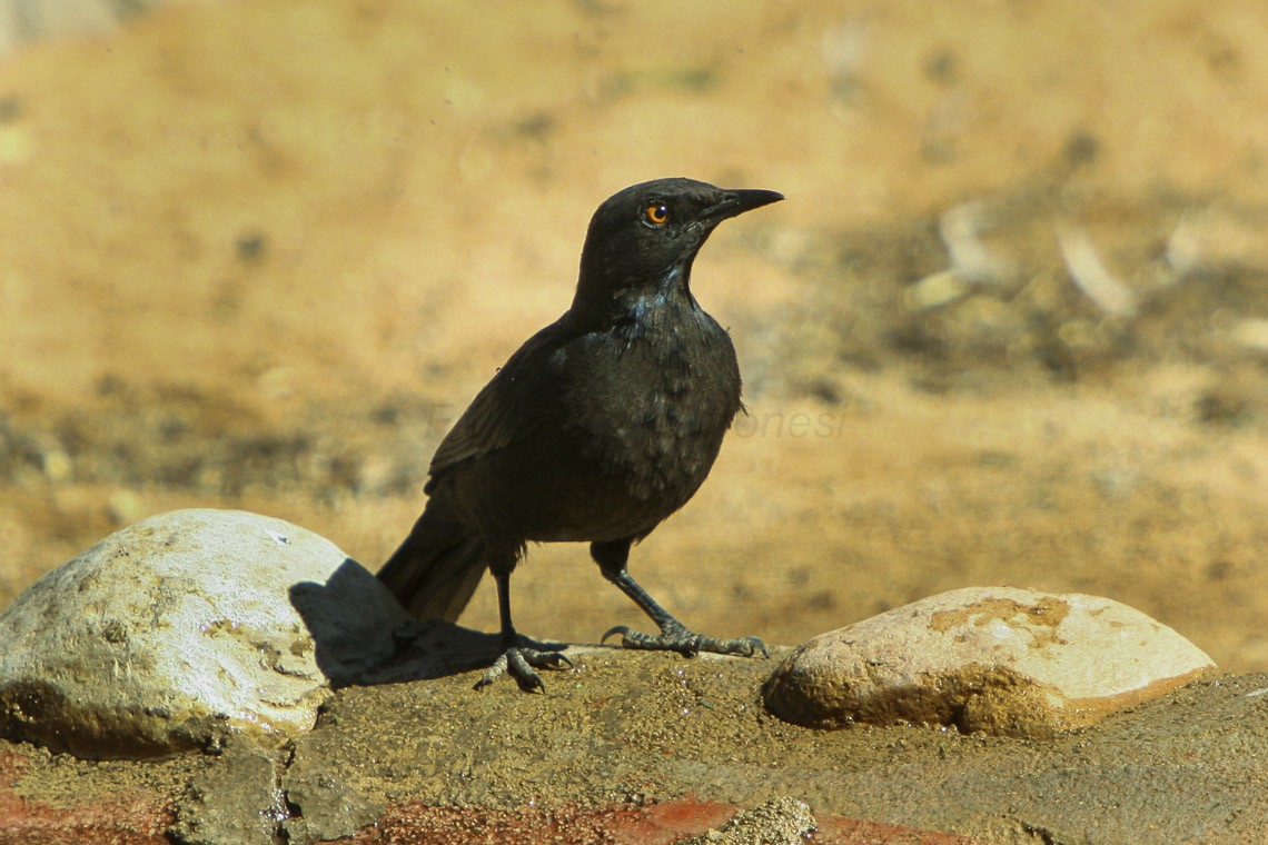Pale-winged Starling (Onychognathus nabouroup)