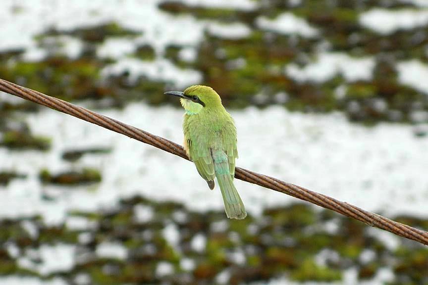 벌잡이새 (Merops orientalis)