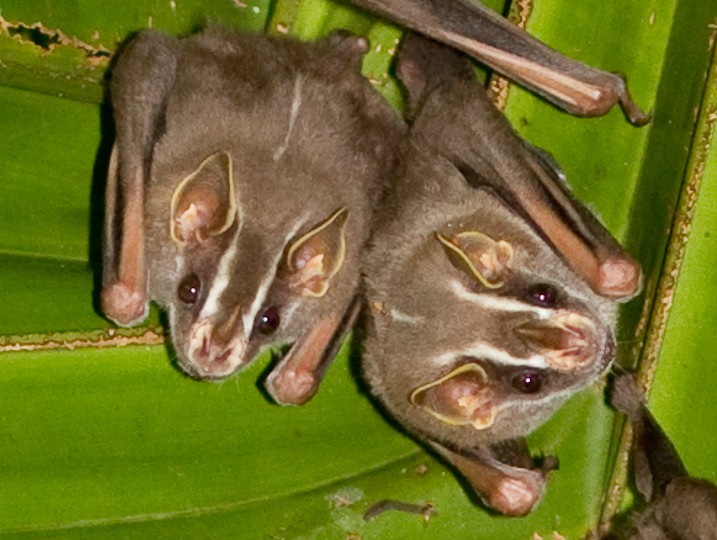 천막박쥐 (Uroderma bilobatum)