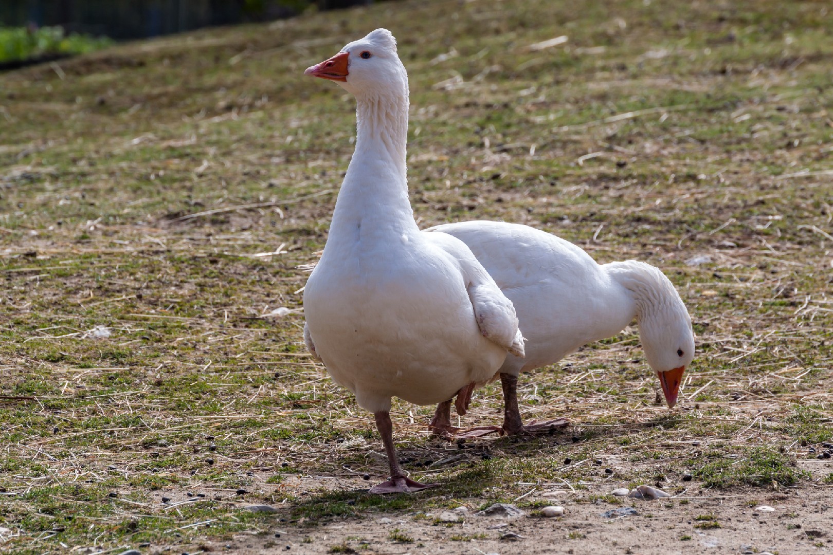 Roman Tufted Goose (Anser anser domesticus 'Roman Tufted')