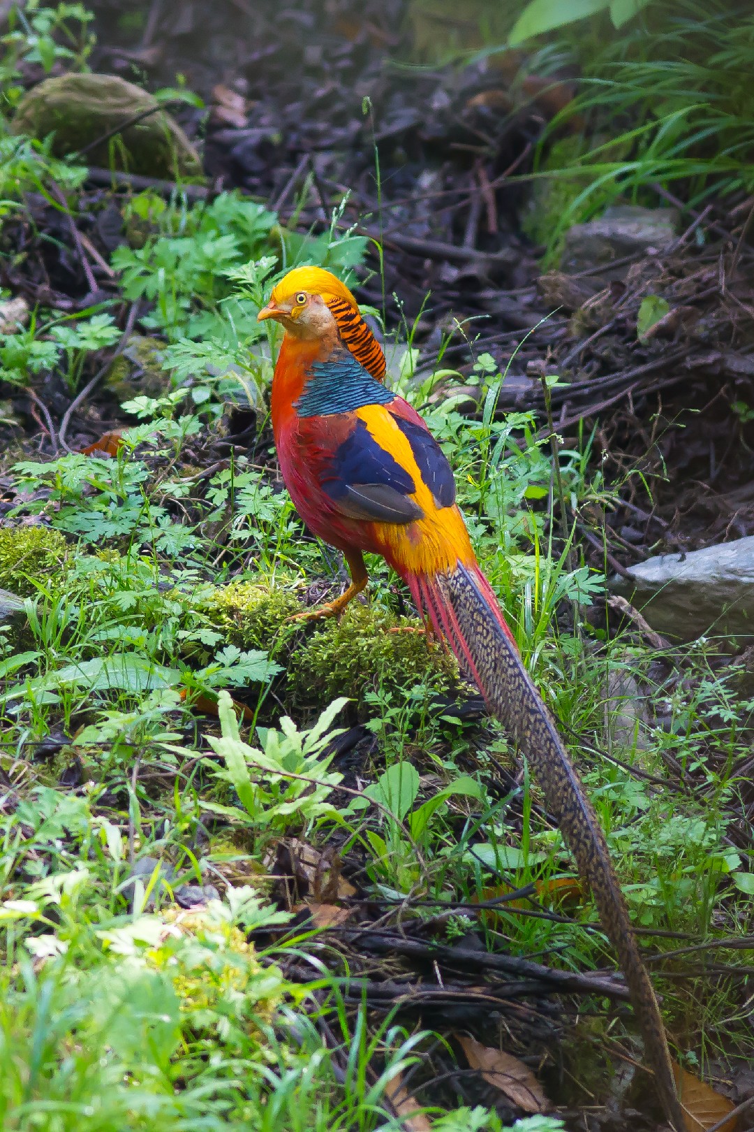 Faisão-dourado (Chrysolophus pictus)