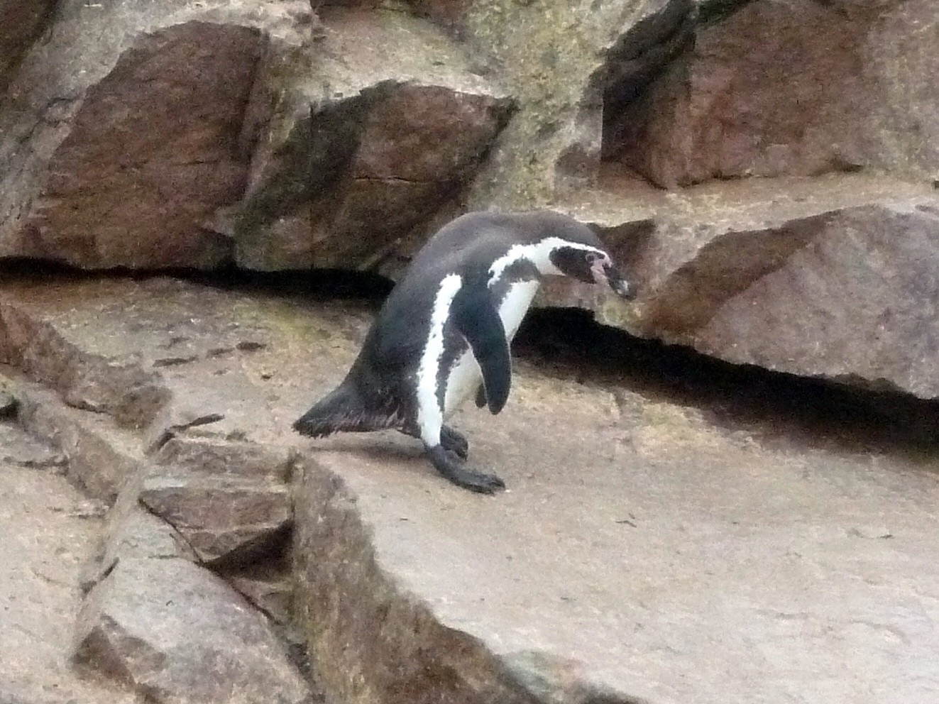 Питание пингвинов