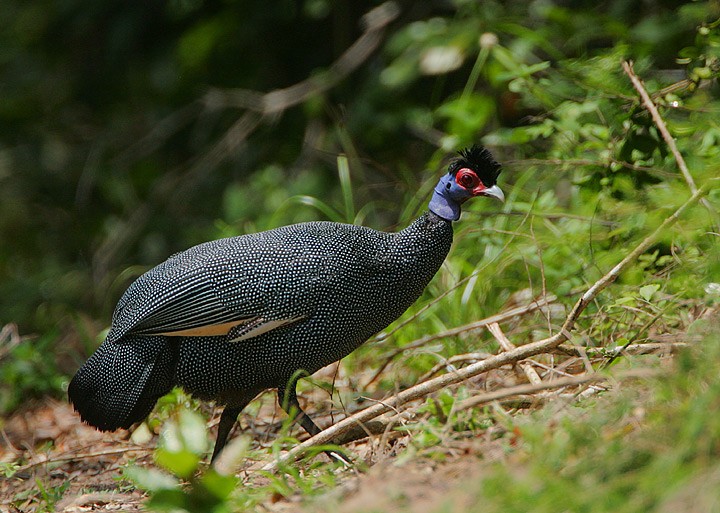 Crested and Plumed Guineafowl (Guttera)