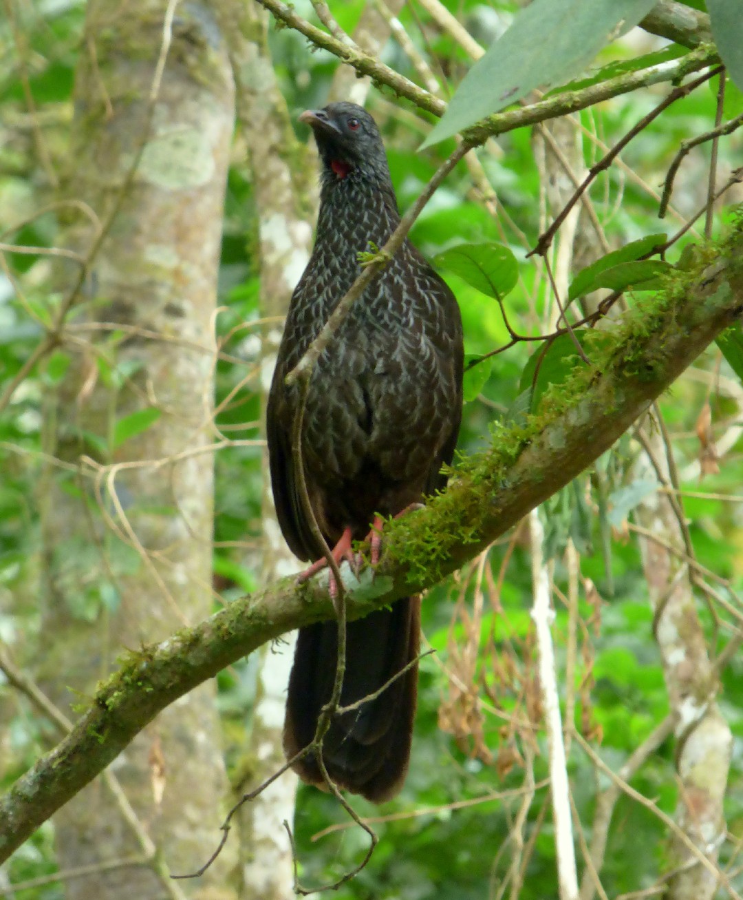 Andenguan (Penelope montagnii)