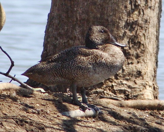 ゴマフガモ (Stictonetta naevosa)