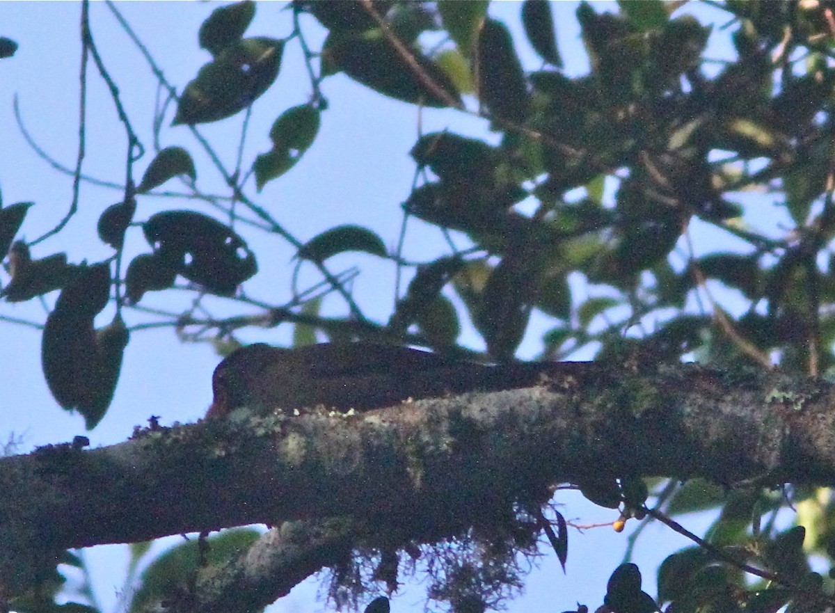 Tordo di Sulawesi (Turdus turdoides)