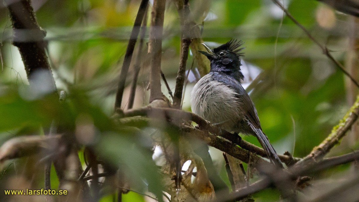 Trochocercus (Trochocercus)