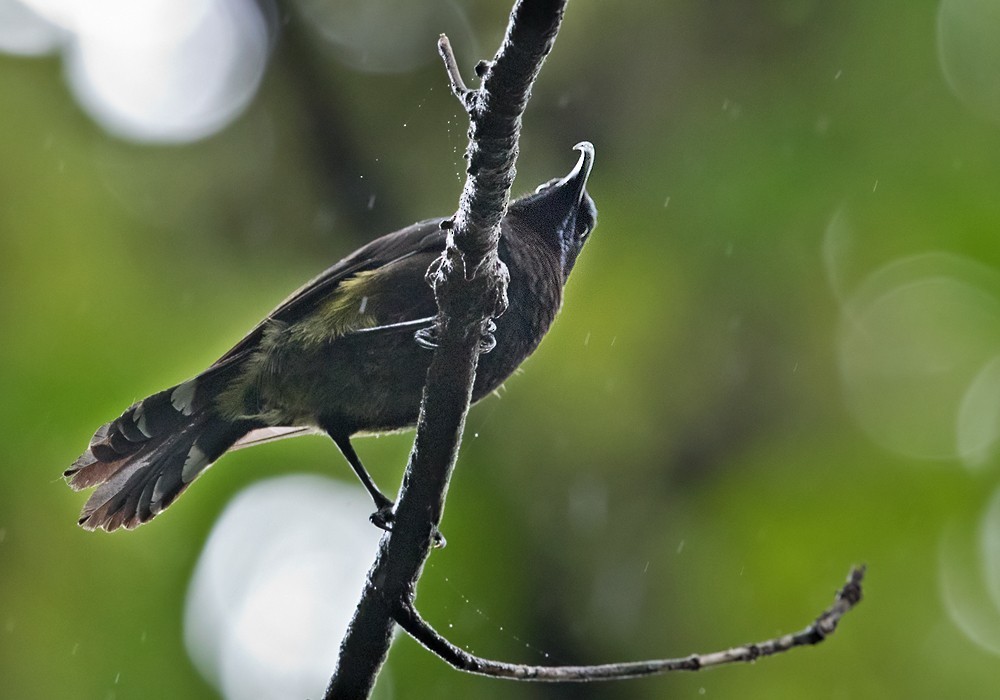 Giant sunbird