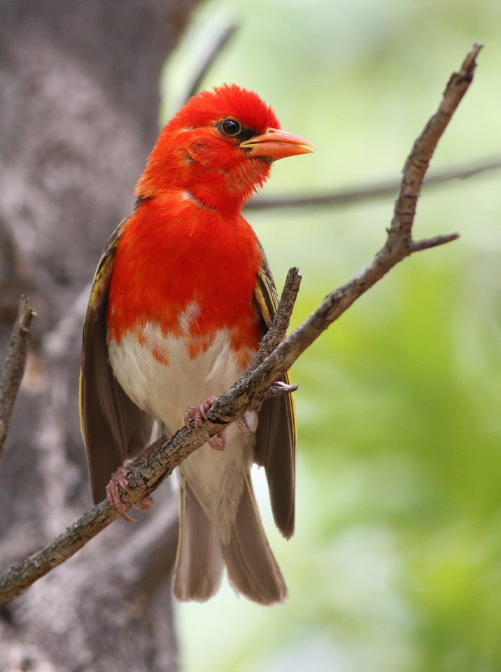 紅頭織布鳥 (Anaplectes rubriceps)