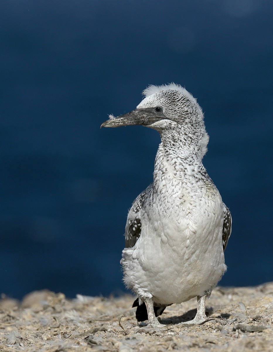 Gannets (Morus)