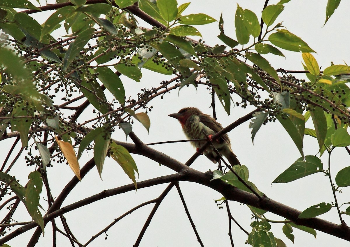 Asian brown barbets (Caloramphus)