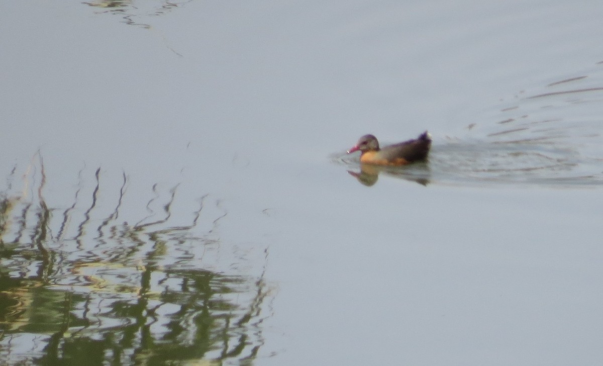 アビシニアクイナ (Rougetius rougetii)