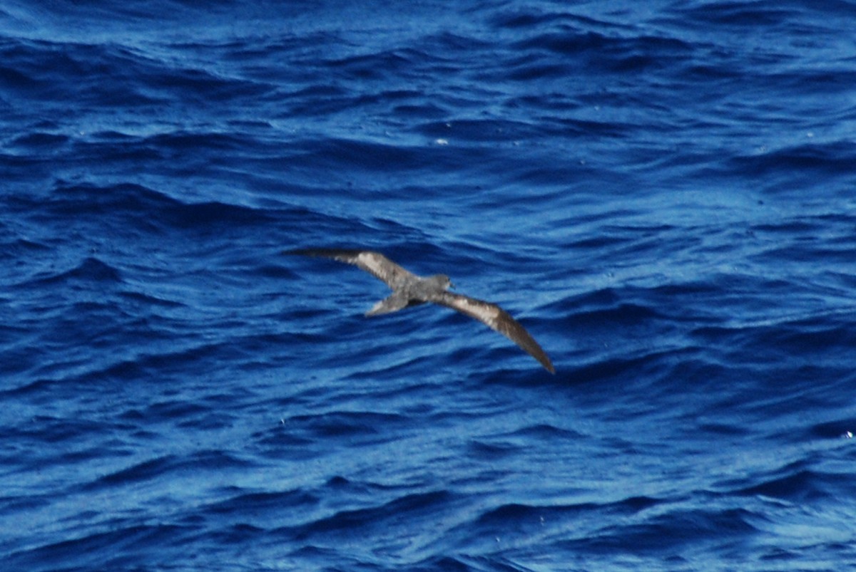 Bulwer's Petrel (Bulweria bulwerii)