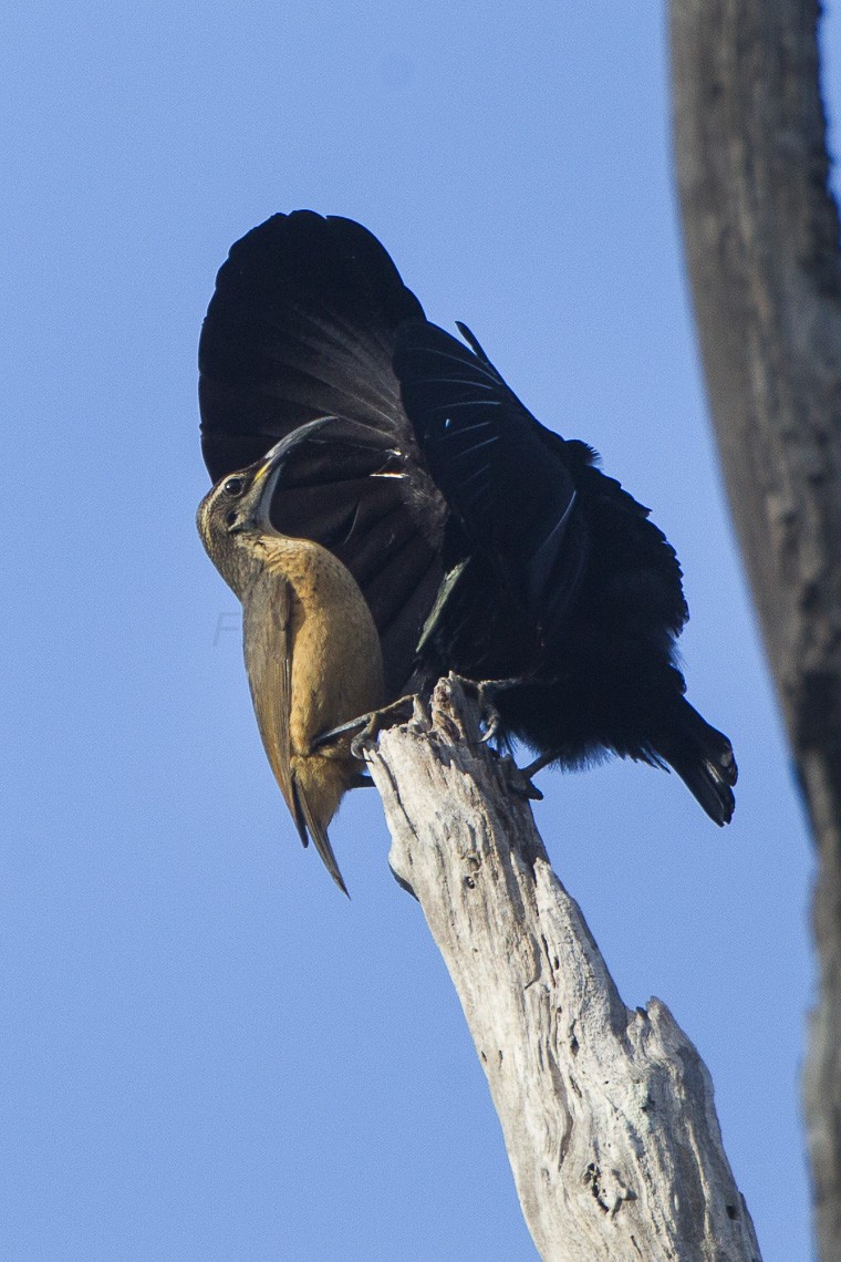 Victoria's Riflebird (Ptiloris victoriae)