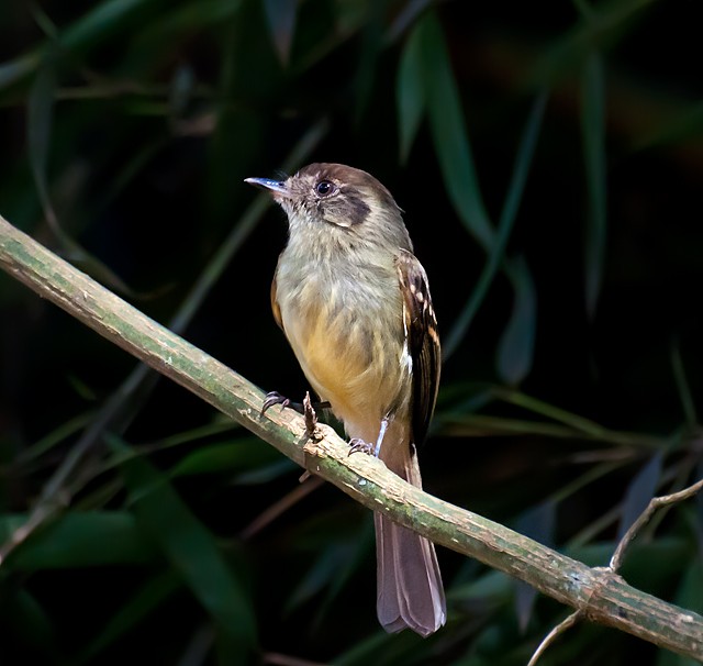 Cabeçudo (Leptopogon amaurocephalus)