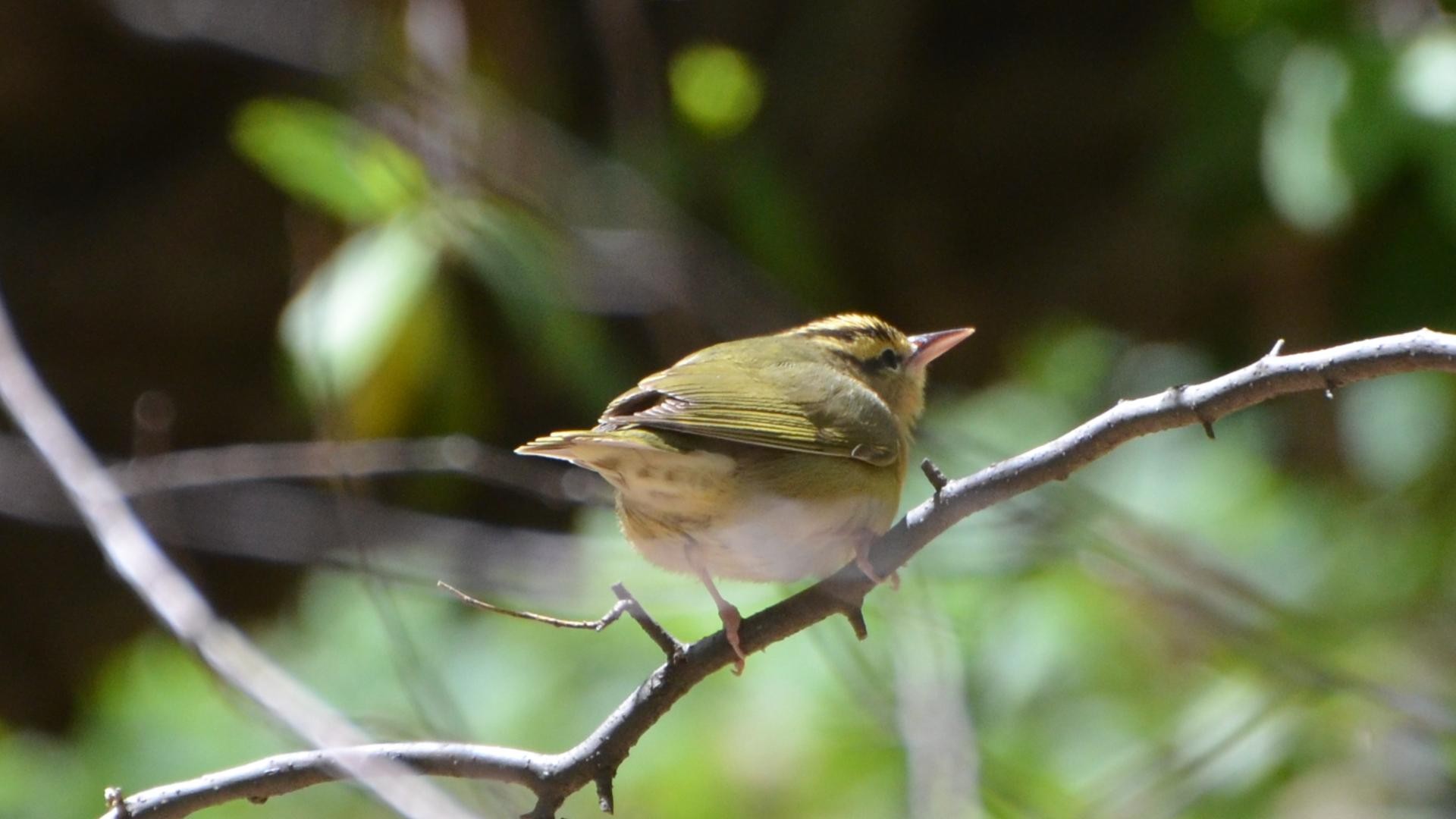 Worm-eating Warblers (Helmitheros)
