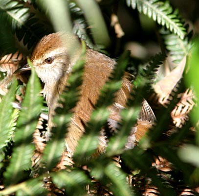 Philippine Bush Warbler (Horornis seebohmi)