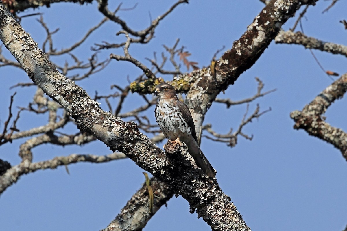 Baza coucou (Aviceda cuculoides)