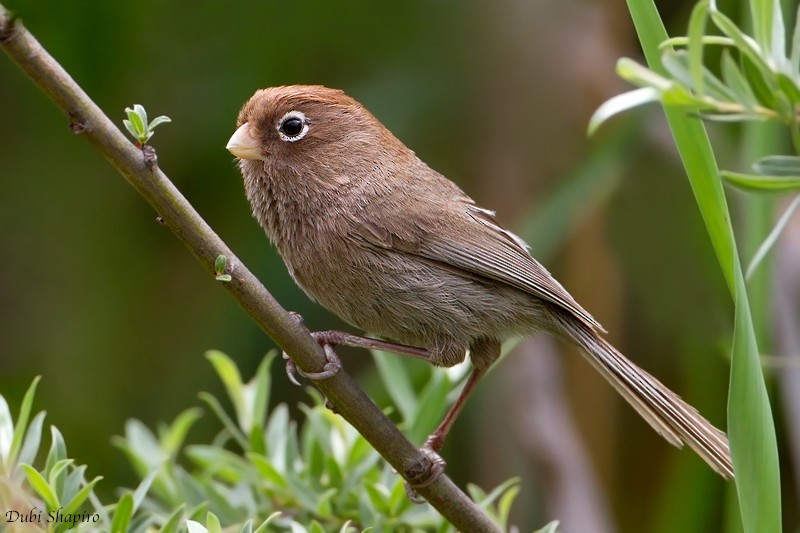 Picoloro de Anteojos (Sinosuthora conspicillata)