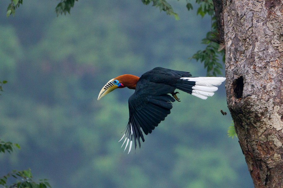 棕頸犀鳥 (Aceros nipalensis)