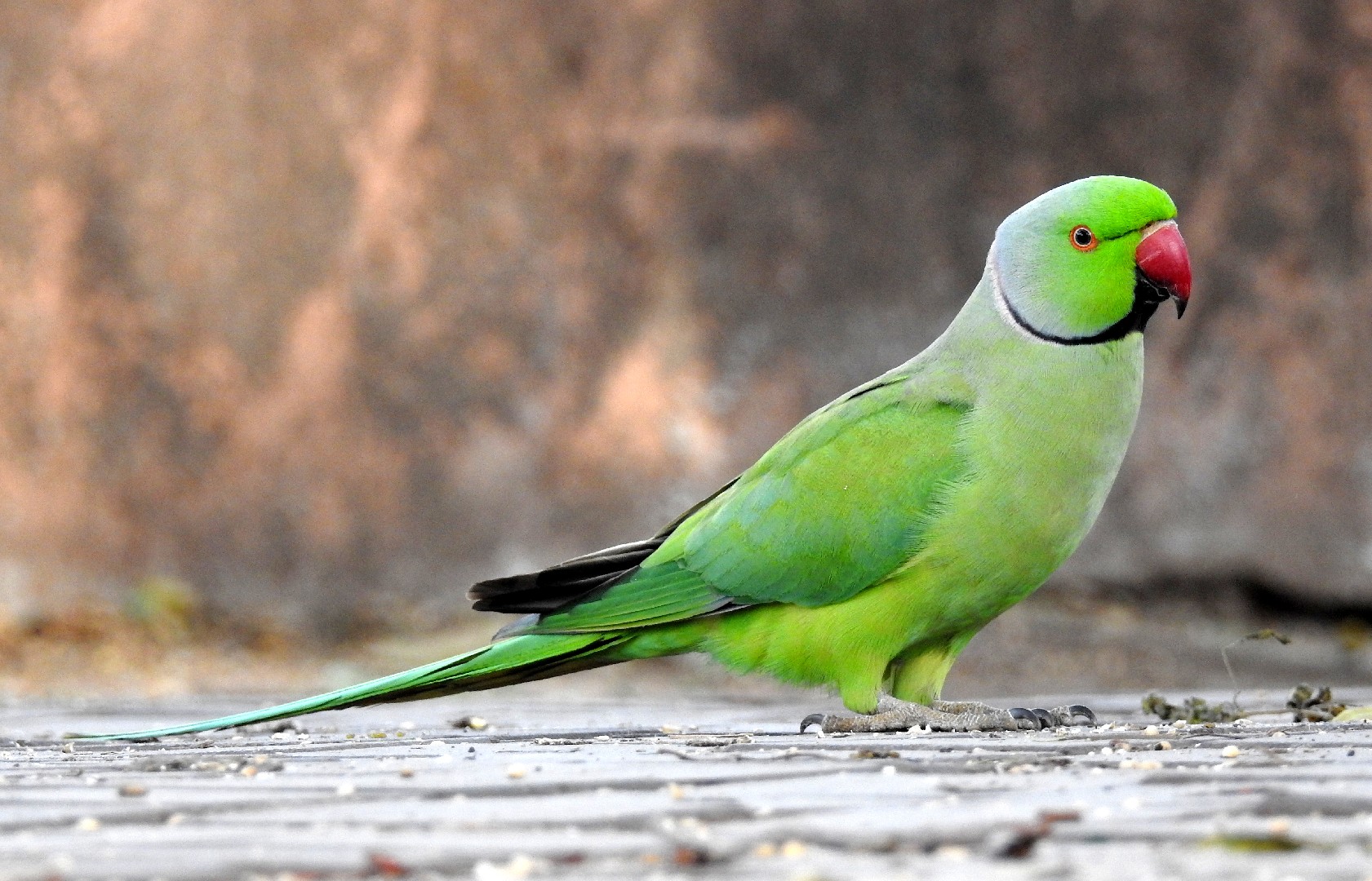 Figure : Mutations of coat colour in pet Rose-ringed Parakeets... |  Download Scientific Diagram