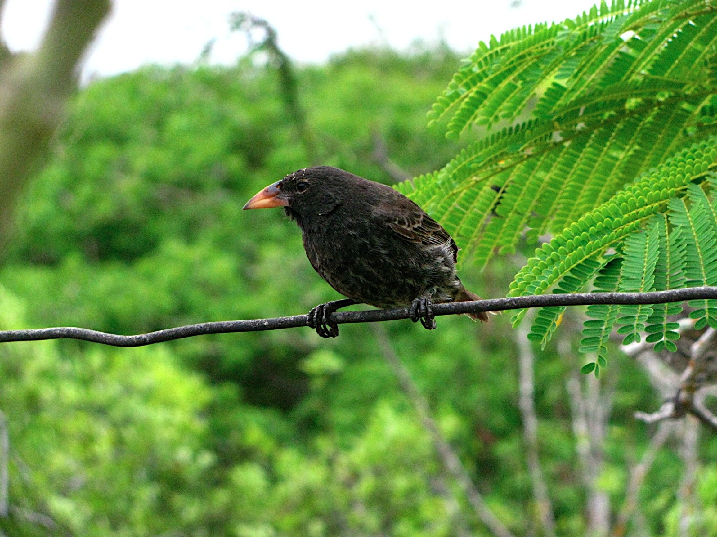 Pinzón de Darwin de Española (Geospiza scandens)