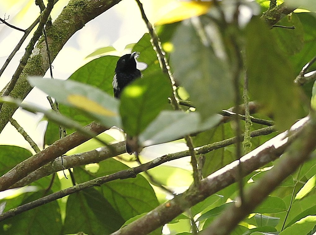 Witstuitstruikvliegenvanger (Peneothello bimaculata)