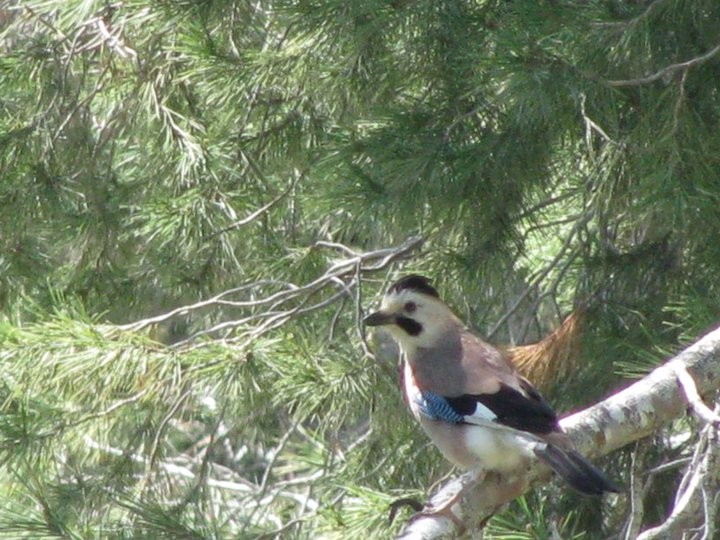 Black-capped Jay (Garrulus glandarius atricapillus)